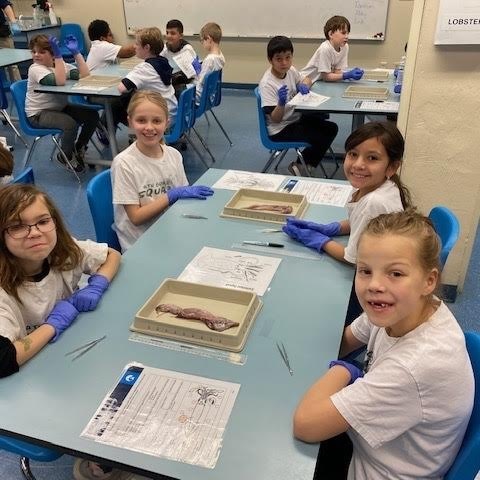 students get ready to dissect a squid 